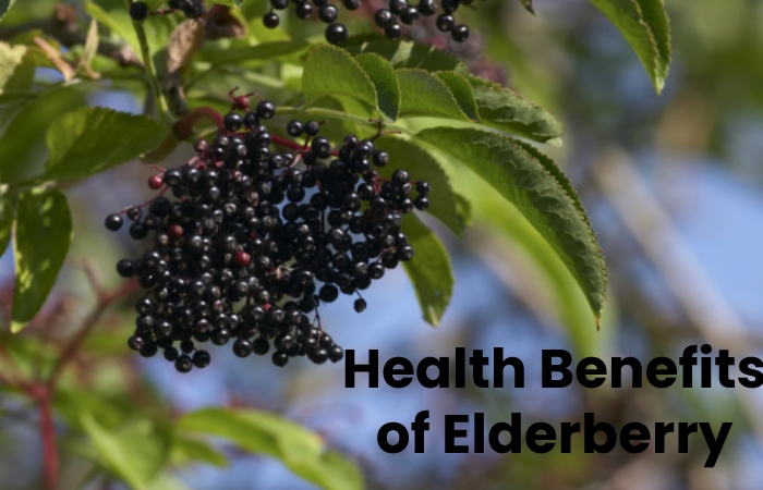 Health Benefits of Elderberry