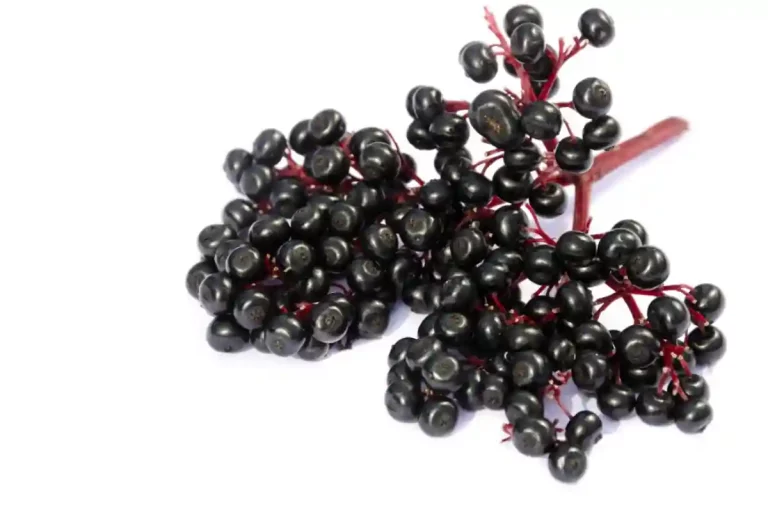 Health Benefits of Elderberry_ Nutritional composition